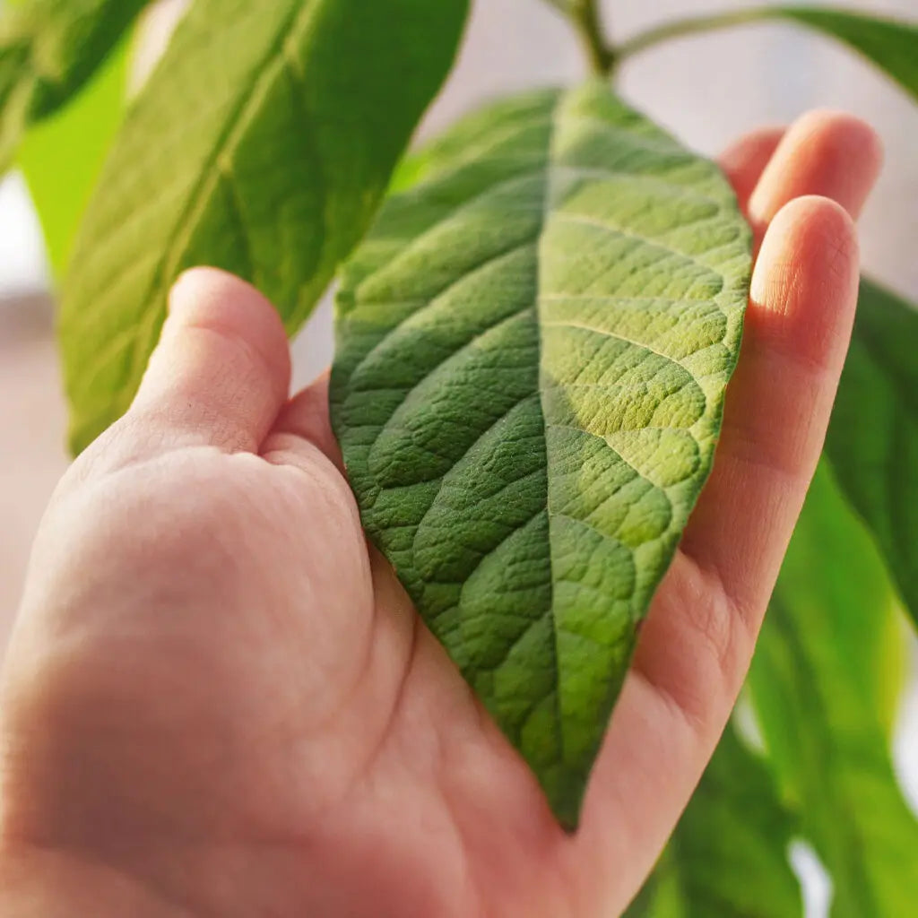 How does Avocare Cream work?